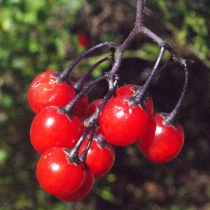 Photographie n°181652 du taxon Solanum dulcamara L. [1753]