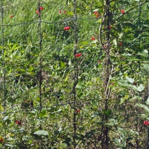 Photographie n°181654 du taxon Solanum dulcamara L. [1753]