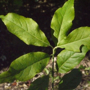 Photographie n°181657 du taxon Euonymus europaeus L. [1753]