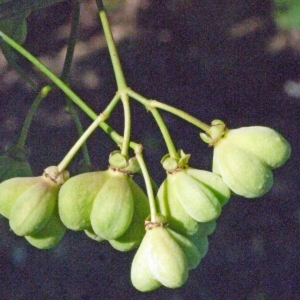 Photographie n°181671 du taxon Euonymus europaeus L. [1753]