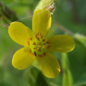 Oxalis corniculata L. var. corniculata