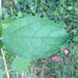 Photographie n°181729 du taxon Philadelphus coronarius L. [1753]