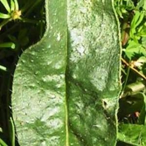 Photographie n°181739 du taxon Echium vulgare var. vulgare 