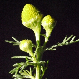 Lepidanthus suaveolens (Pursh) Nutt. (Matricaire odorante)