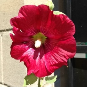 Photographie n°181825 du taxon Alcea rosea L. [1753]