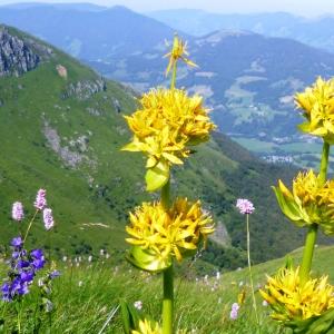 Photographie n°181830 du taxon Gentiana lutea L.