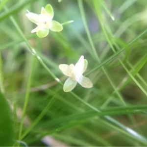 Photographie n°181836 du taxon Sagina procumbens L. [1753]