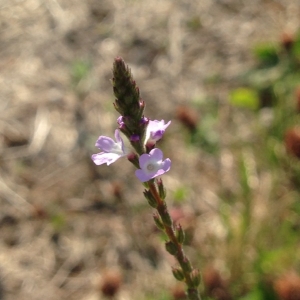 Photographie n°181844 du taxon Verbena officinalis L. [1753]