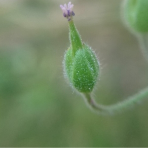 Photographie n°181850 du taxon Geranium molle L. [1753]