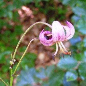 Photographie n°181863 du taxon Lilium martagon L.