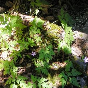 Photographie n°181865 du taxon Geranium robertianum L. [1753]