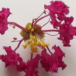 Lagerstroemia indica L. (Lilas des Indes)