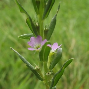 Photographie n°181875 du taxon Lythrum hyssopifolia L. [1753]