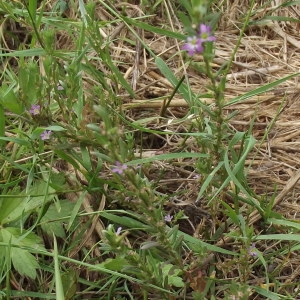 Photographie n°181876 du taxon Lythrum hyssopifolia L. [1753]