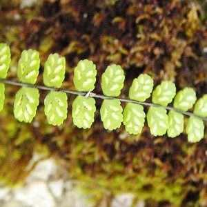 Photographie n°181884 du taxon Asplenium trichomanes subsp. trichomanes