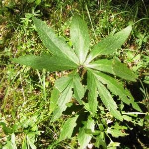  - Helleborus viridis subsp. viridis