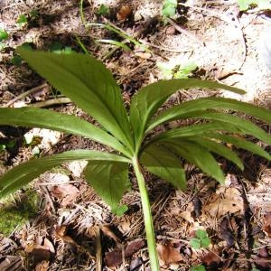  - Helleborus viridis subsp. viridis