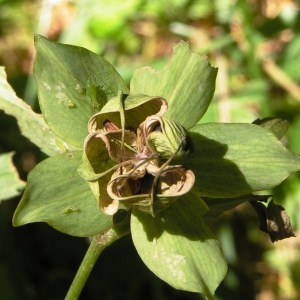 Photographie n°181887 du taxon Helleborus viridis subsp. viridis