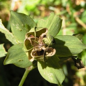  - Helleborus viridis subsp. viridis