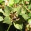  Alain Bigou - Helleborus viridis subsp. viridis