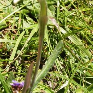 Photographie n°181903 du taxon Leontopodium nivale subsp. alpinum (Cass.) Greuter [2003]