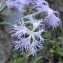  Jacques BUREAU - Caryophyllaceae