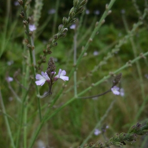 Photographie n°181932 du taxon Verbena officinalis L. [1753]