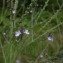  Guy LIBANTE - Verbena officinalis L. [1753]