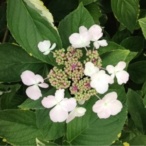 Photographie n°181967 du taxon Hydrangea macrophylla (Thunb.) Ser. [1830]