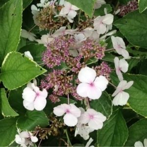  - Hydrangea macrophylla (Thunb.) Ser. [1830]