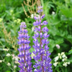 Photographie n°182054 du taxon Lupinus L. [1753]