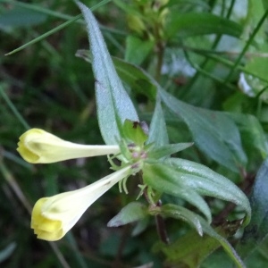 Photographie n°182108 du taxon Melampyrum pratense L. [1753]