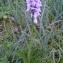  Alain Bigou - Dactylorhiza maculata subsp. maculata