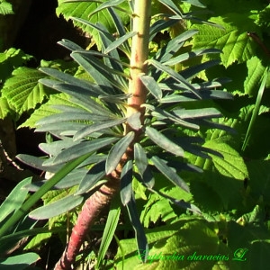 Photographie n°182138 du taxon Euphorbia characias L.