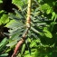  Bernard Andrieu - Euphorbia characias L.