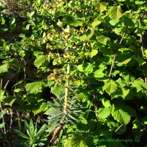 Photographie n°182139 du taxon Euphorbia characias L.