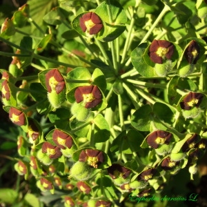 Photographie n°182140 du taxon Euphorbia characias L.