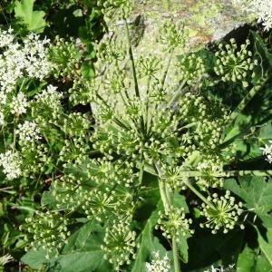  - Heracleum pyrenaicum Lam. [1785]