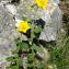  Alain Bigou - Helianthemum nummularium subsp. tomentosum (Scop.) Schinz & Thell. [1909]