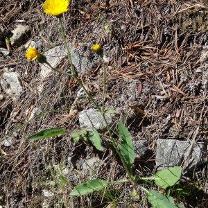 Photographie n°182151 du taxon Hieracium cerinthoides L. [1753]