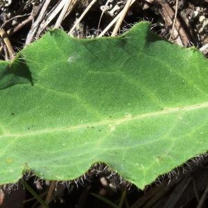 Photographie n°182152 du taxon Hieracium cerinthoides L. [1753]