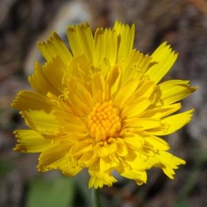 Hieracium decipiens Monnier ex Froel. (Épervière faux cérinthe)