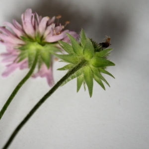 Photographie n°182178 du taxon Knautia L.