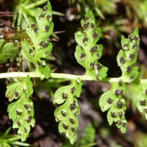 Pseudathyrium flexile Newman (Athyrium alpestre)