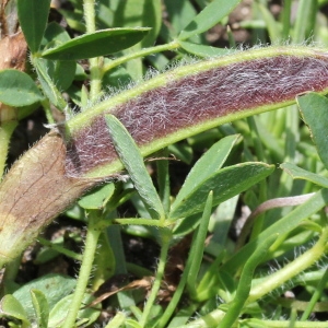  - Cytisus polytrichus M.Bieb.