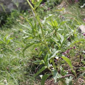 Photographie n°182220 du taxon Polygonum alpinum All. [1773]