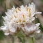  Marie  Portas - Antennaria dioica (L.) Gaertn.