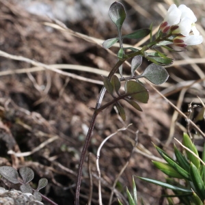  - Cardamine resedifolia L. [1753]