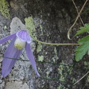  - Clematis alpina subsp. alpina 