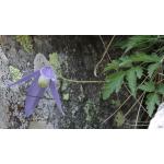 Clematis alpina (L.) Mill. subsp. alpina (Clématite des Alpes)